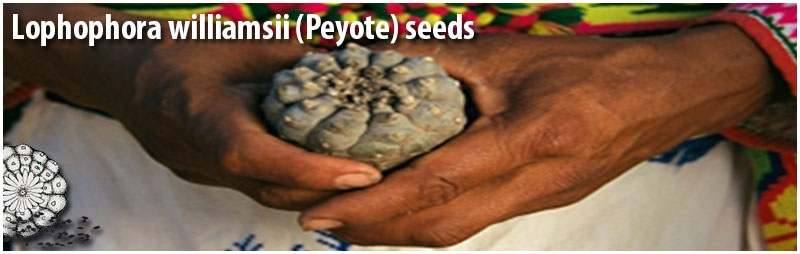 peyote and san pedro seeds from different species